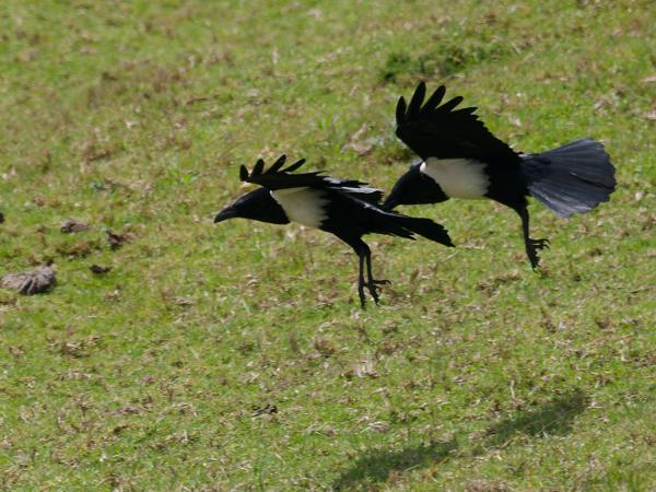 <h3><a href="/trips/tanzania/biota/animalia/chordata/aves/040 passeriformes/054 corvidae/corvus albus/corvus albus-nl.html">Corvus&nbsp;albus</a> / Pied&nbsp;crow / Schildraaf</h3>OM-1 Mark II met M.300mm F4.0 + MC-14, 1/2000 sec  bij F5.6, ISO 500
